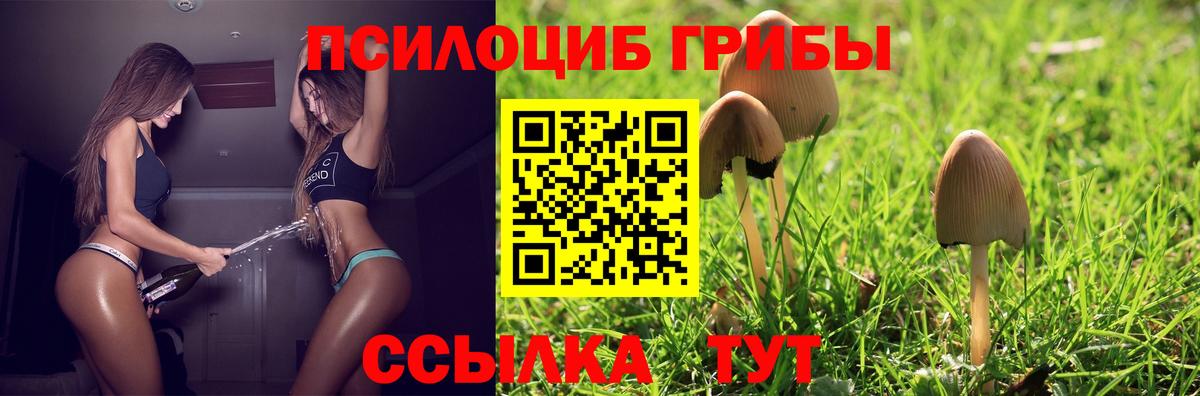 Псилоцибиновые грибы Psilocybe  Вход с VPN  Минусинск 